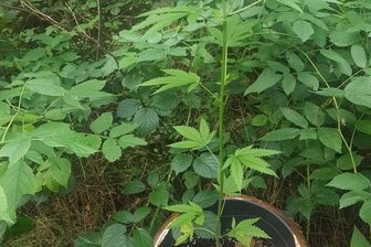 Pilzsammler finden Hanfpflanzen in Chemnitz - Diese Hanf-Pflanzen wurden im Chemnitzer Zeisigwald gefunden. 