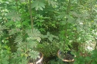 Pilzsammler finden Kübel mit Hanf - Die im Zeisigwald gefundenen Kübel mit den Hanfpflanzen.
