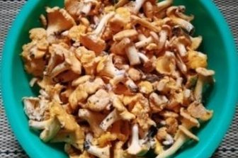 Pilzsucher finden die ersten Pfifferlinge - Erste Pilze der Saison: Eine Schüssel voller Pfifferlinge. 