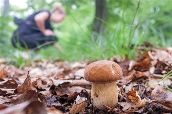 Pilzsucher im Erzgebirge spurlos verschwunden: Wer zahlt für den Großeinsatz? - Ein Steinpilz steht im Laub, während im Hintergrund eine Frau nach Pilzen sucht. Zuletzt musste die Polizei gleich mehrfach wegen vermisster Pilzsucher ausrücken.
