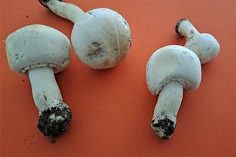 Pilzvergiftung in Glauchau: Experte warnt vor diesen falschen Champignons - Die beiden Giftegerlinge (links im Bild) sind auf den ersten Blick vom Anisegerlingen (rechts) nur schwer zu unterscheiden.