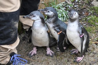 Pinguin-Boom in Limbach-Oberfrohna: Amerika-Tierpark eröffnet ersten „Pinguin-Kindergarten“ - Für seinen Pinguin-Nachwuchs hat der Amerika-Tierpark in Limbach-Oberfrohna einen eigenen „Kindergarten“ eröffnet.