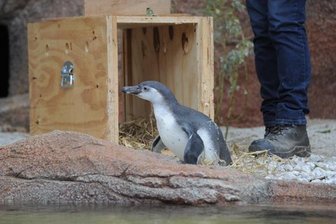 Pinguine erobern neue Anlage im Tierpark Limbach-Oberfrohna - Die ersten Pinguine sind am Donnerstagnachmittag im Tierpark Limbach-Oberfrohna eingetroffen.