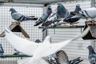 Plagegeister oder bemitleidenswerte Tiere? Wie Freiberg mit Stadttauben umgeht - Städte unterhalten Taubenschläge, um die Population zu kontrollieren. Hier ein Bild aus Regensburg. 
