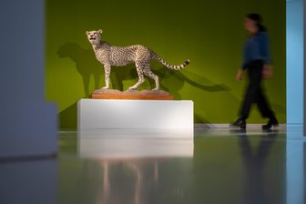 „Planet Africa“ im Chemnitzer Archäologiemuseum: Angebote für Kultur-Singles, Familien und Afrika-Interessierte -