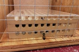 "Planitzer Rasselbande" tut vieles für Wildbienen - Dieses Bienenhotel steht auf dem Gelände der "Planitzer Rasselbande". 