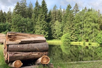 Planschende Hunde sorgen in früherem Freibad im Vogtland für Ärger - Das frühere Bergener Waldbad ist heute ein Löschteich im Besitz des Sachsenforstes.