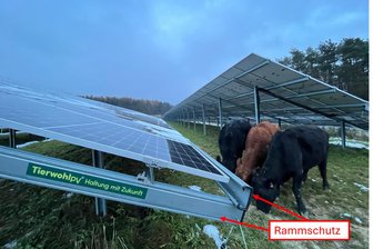 Planung für Solarpark in Gornau wird konkret: Welche Rolle Rinder dabei spielen - Die Firma Münch Energie aus Oberfranken hat die Bewirtschaftung eines PV-Kraftwerkes mit Rindern erfolgreich getestet. Auch in Gornau ist diese Form der Agri-Fotovoltaik vorgesehen.