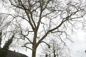 Platane bleibt stehen -