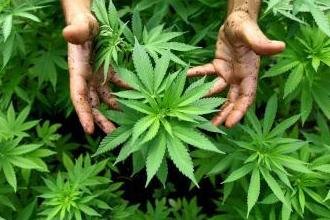 Plauen: 1,85 Kilogramm Marihuana gefunden - 