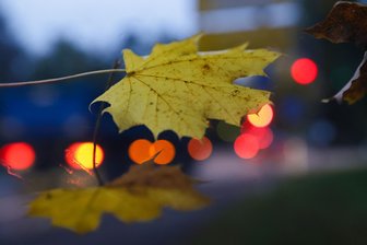 Plauen bietet wieder die kostenlose Laubabholung von Straßenbäumen an - Laub fällt zu Boden. In Plauen kann es von Straßenbäumen kostenlos entsorgt werden.