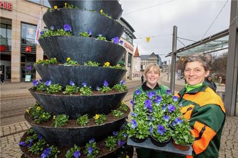 Plauen blüht auf: Gärtner legen los - Stadtgärtner wie Claudia Heidner und Bernadette Fischer haben die Blumenpyramiden auf dem Postplatz bepflanzt.