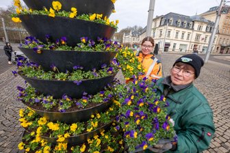 Plauen blüht auf: Stadtgärtner legen in der Innenstadt los - 