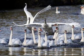 Plauen: Drei Schwäne im Teich eingefroren - Rettungsaktion - 