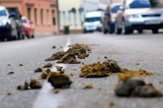 Plauen sagt nun auch Pferdeäpfeln den Kampf an -