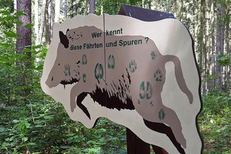 Plauen: Teile des Wald-Lehrpfades am Essigsteig beschädigt - Die Wildsau ist Teil des Wald-Lehrpfades. Vier der Tafeln wurden beschädigt.