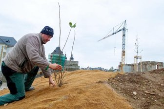 Plauener Campus erhält derzeit mehr Grün -