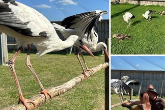 Plauener Falknerei Herrmann sucht nach ihrer Storchendame Adelheid - Mit dieser Collage sucht die Falknerei Herrmann in den sozialen Netzwerken nach ihrer Storchendame.