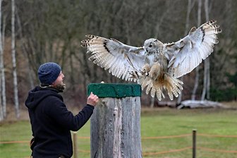 Plauener Falknerei Herrmann verzaubert die Besucher mit einer mystischen „Nacht der Eulen“ - Falkner Hans-Peter Herrmann während der Flugschau. Das sibirische Uhu-Weibchen Olga fliegt mit weit geöffneten Schwingen einen Landeplatz an.