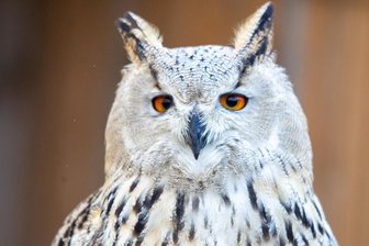 Plauener Falknerei plant Show mit Jägern der Nacht - Ellen Liebner