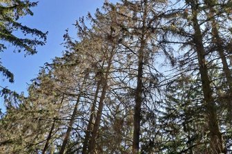 Plauener Hauptfriedhof: Starker Borkenkäferbefall - Das sieht nicht gut aus: Auf dem Hauptfriedhof in Plauen macht sich der Borkenkäfer breit.