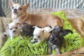 Plauener Hunde-Drama landet vor Gericht - Fünf kleine Welpen haben sich aus einer beschlagnahmten Zucht im Tierheim Plauen bislang ins Leben gekämpft. Fünf weitere Neugeborene hatten kein Glück. 