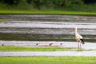 Plauener Naturfreunde laden zur Entdeckung der Weißen Elster ein - Auch das ist die Weiße Elster im Vogtland: die Elsterwiesen in Kürbitz werden von der Vogelwelt gern zur Nahrungssuche genutzt.