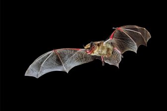 Plauener Pfaffengut lädt zur Batnight-Exkursion - Das Plauener Pfaffengut beteiligt sich am Freitag an der internationalen Batnight.