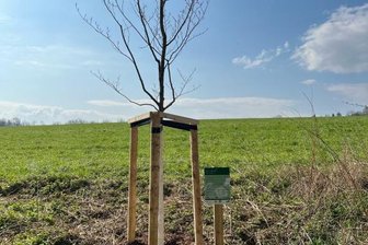 Plauener Pfaffengut plant Lehrpfad mit Erlebnis-Stationen - Jeder Jahresbaum soll mit einem Informationsschild ausgestattet werden. Bei der Rotbuche, dem "Baum des Jahres 2022", ist dies bereits geschehen.