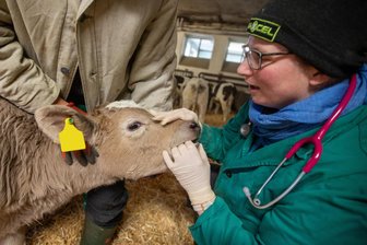 Plauener Tierärzte ziehen die Reißleine: „Ein Familienleben ist kaum noch möglich“ - Dr. Katharina Winkler hat wie drei andere Veterinäre aus Plauen ihre Beteiligung am Tierärzte-Notdienst im Vogtland gekündigt. Man sei nicht mehr bereit, die eigene Lebensqualität zu Gunsten von unfairen Kollegen einzuschränken, sagt sie.