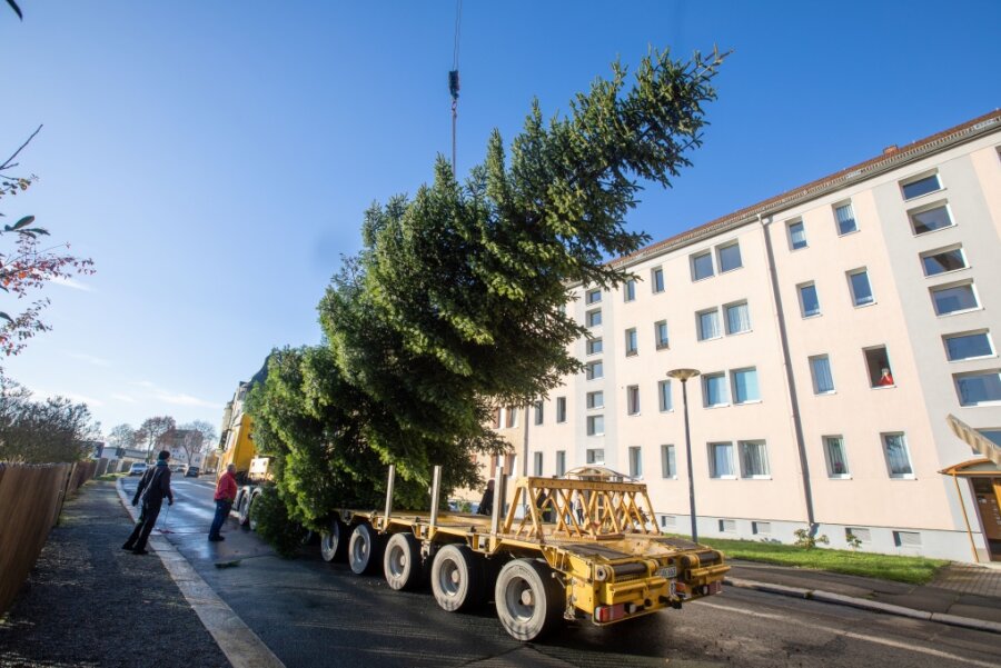 Plauener Weihnachtsbaum: klein, aber oho - Per Tieflader wurde der Baum ins Stadtzentrum transportiert.
