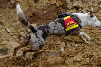 Plauenerin sucht in Zwickau nach Hunden für Rettungsstaffel - Carola Deppler hat Yuuwa zum Rettungshund ausgebildet. In Zwickau sollen nun weitere Artgenossen folgen.