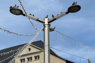 Plauens Probleme mit Taubendreck: Löst ein Fütterungsverbot das Dilemma? - In Lauerstellung: Tauben am Plauener Postplatz.