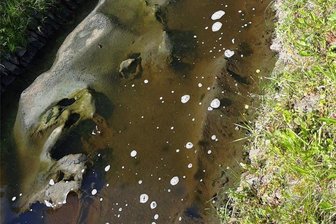 Pöhl wochenlang mit Schadstoffen verschmutzt: Verursacher kommt mit Geldstrafe davon - Fahrlässig verursacht? Ein Abwasserpilz braucht Zeit, um sich meterlang auszubreiten.