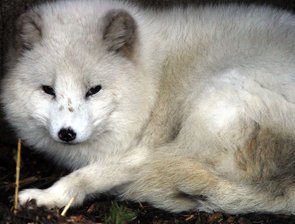Polarfüchse tummeln sich Ostern im Tierpark - 
              <p class="artikelinhalt">Die Polarfüchse sollen in diesem Jahr ein modernes Freigehege erhalten. </p>
            