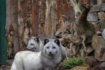 Polarfüchse aus Hessen im Tierpark in Limbach-Oberfrohna angekommen - Seit Donnerstag leben im Tierpark in Limbach-Oberfrohna Polarfüchse.