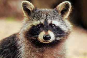 Polizei erschießt Waschbär vor Reichenbacher Schule: War das wirklich nötig? - So sieht ein putzmunterer Waschbär aus. Das Foto wurde in einem Tiergehege gemacht.