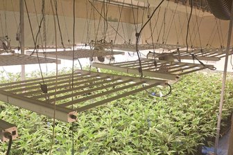 Polizei findet 1400 Cannabispflanzen in Leisnig: Verdächtiger verhaftet - Knapp 1400 Cannabispflanzen fand die Polizei in einem Wohnhaus in Leisnig.