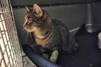 Polizei findet Katze - nun wird der Besitzer gesucht -