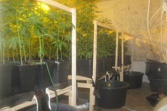 Polizei hebt Drogenplantage in Marbach aus - Bei der Durchsuchung eines leerstehenden Hauses an der Grünhainichener Straße beschlagnahmten die Beamten mehr als 100 Cannabispflanzen.