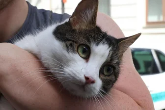 Polizei rettet Katze in Chemnitz aus Motorraum - Kater Conan wurde nach der Rettung unverletzt seinem Halter übergeben.