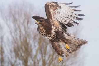 Polizei rettet Mäusebussard von Autobahn - 
