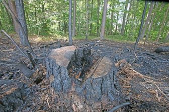 Polizei schnappt Obercrinitzer Brandstifter - 