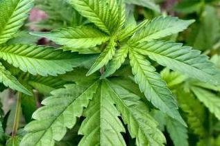 Polizei stellt 22-Jährigen mit Drogen und Gasdruckpistole im Gepäck -