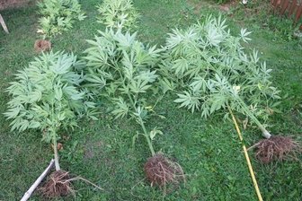 Polizei stellt Cannabispflanzen sicher -