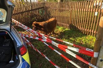 Polizei stoppt ausgebüxtes Kalb - Ein unternehmungslustiges Kalb wurde am Freitag von Polizisten in Auerbach gestoppt.