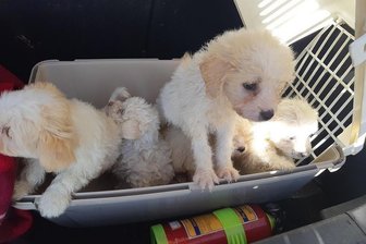 Die Hundewelpen saßen in einer Transportbox im Kofferraum.