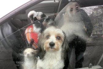 Polizei stoppt Fahrer mit neun Hunden im Auto - Hunde in einem Fahrzeug, das zuvor von der Polizei gestoppt wurde. Wegen seiner Fahrweise war einer Polizeistreife das Fahrzeug aufgefallen. Insgesamt neun Hunde befanden sich im Wagen