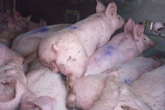 Polizei stoppt überladenen Tiertransporter auf A4 - Ferkel ohne Wasser - 