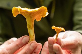 Polizei sucht mit Drohne über dem Erzgebirge nach Pilzsammler - Einen Pilzsammler hat die Polizei jetzt im Erzgebirge gesucht.